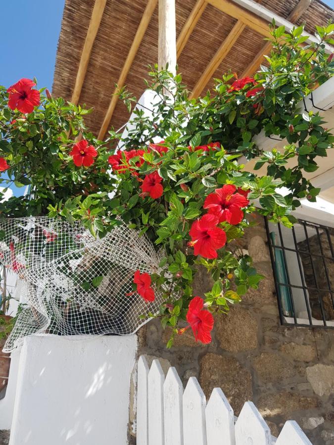Hibiscus Rosa Mykonos Villa Mykonos Town Eksteriør billede